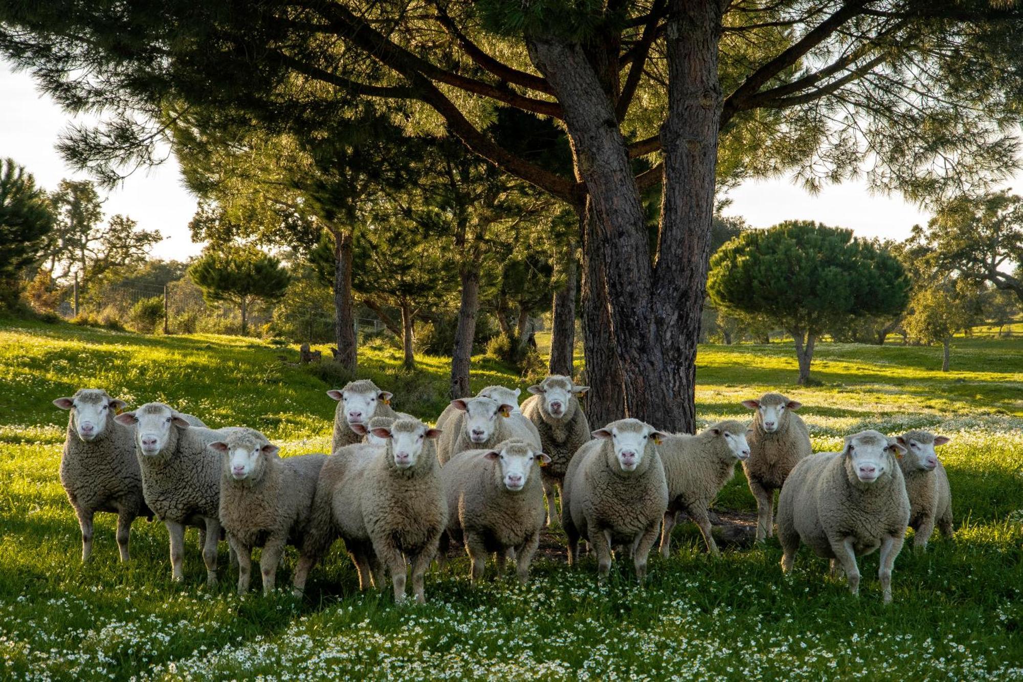 Herdade Das Barradas Da Serra Grândola Eksteriør billede