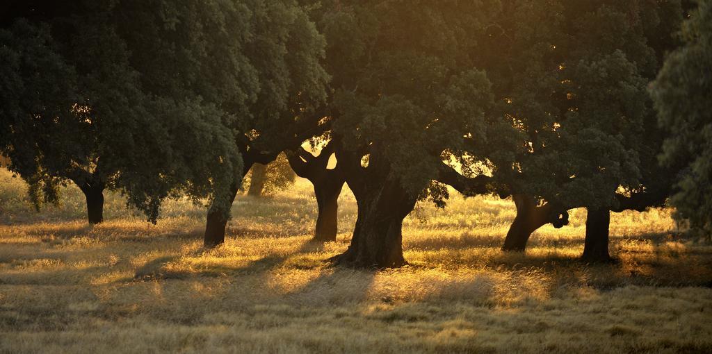 Herdade Das Barradas Da Serra Grândola Eksteriør billede